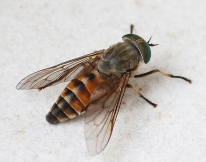 Diptera_Tabanus graecus
