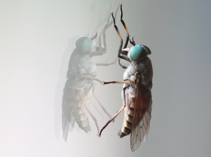 Diptera_Tabanus graecus-1