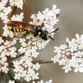 Hymenoptera_Tenthredo marginella