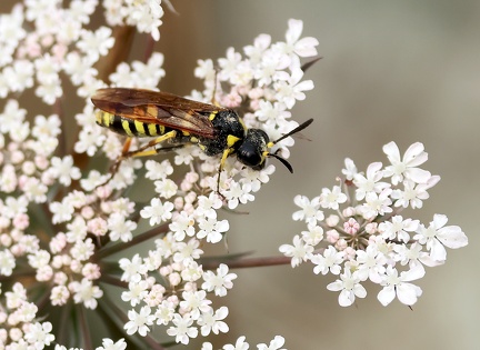 Hymenoptera_Tenthredo marginella
