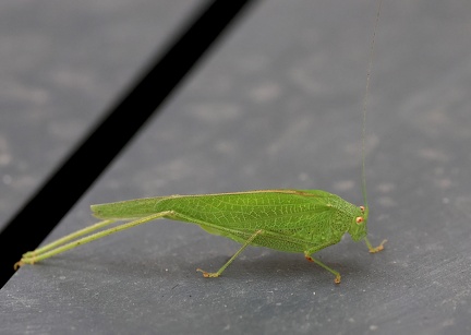 Orthoptera_Phaneroptera nana