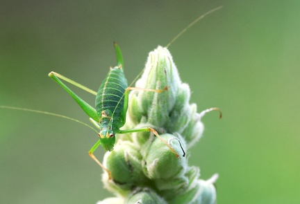 Orthoptera_Leptophyes punctatissima-11
