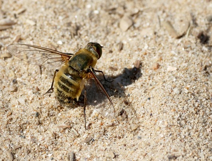 Diptera_Villa hottentotta