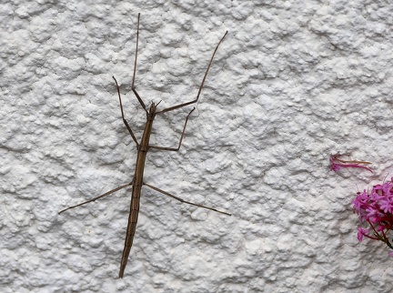 Phasmida_Clonopsis gallica-3