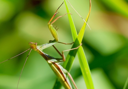 Mantodea_Mantis religiosa