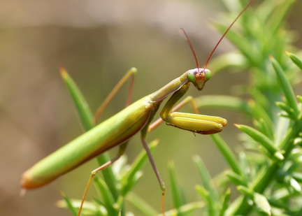 Mantodea_Mantis religiosa
