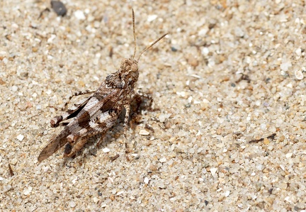 Orthoptera_Oedipoda caerulescens-4