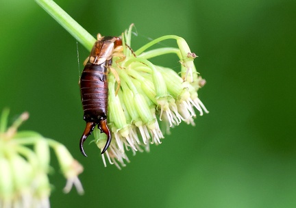 Dermaptera_Forficula auricularia