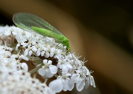 Neuroptera _Chrysoperla carnea
