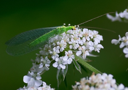 Neuroptera _Chrysoperla carnea-1