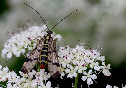 Mecoptera_Panorpa communis-3