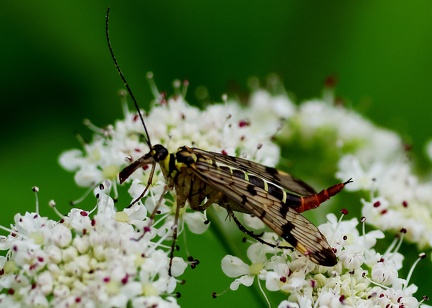 Mecoptera_Panorpa communis-2