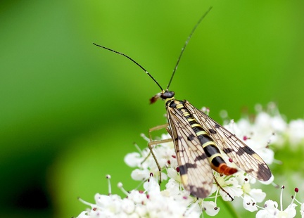 Mecoptera_Panorpa communis-4