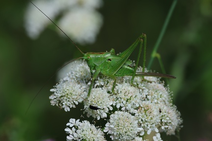 Orthoptera_Tettigonia viridissima