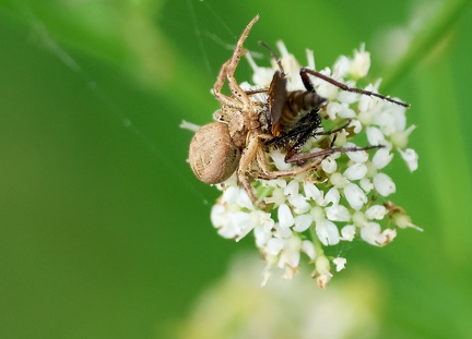 Xysticus cristatus-1