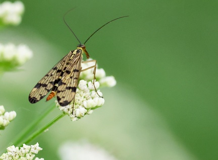 Mecoptera_Panorpa germanica