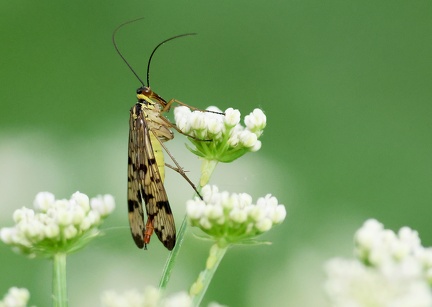 Mecoptera_Panorpa germanica-1