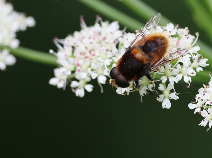 Mecoptera_Eristalis intricarius