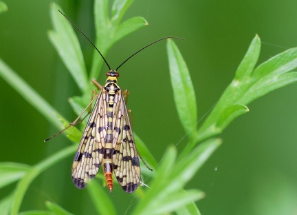 Mecoptera_Panorpa germanica-2