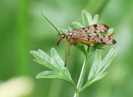 Mecoptera_Panorpa germanica-3