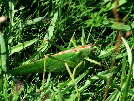 Orthoptera_Tettigonia viridissima-2
