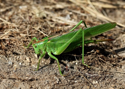 Orthoptera_Tettigonia viridissima-1