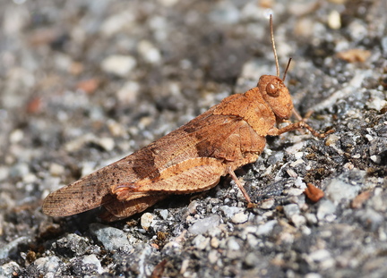 Orthoptera_Oedipoda caerulescens-50