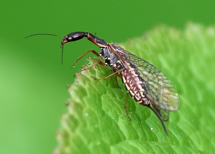 Raphidioptera_Phaeostigma notata
