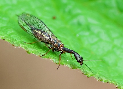Raphidioptera_Phaeostigma notata-1