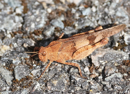 Orthoptera_Oedipoda caerulescens-51