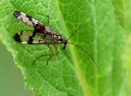 Mecoptera_Panorpa communis-1