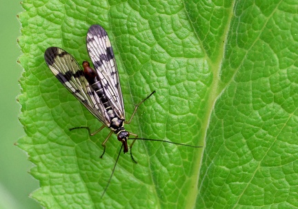 Mecoptera_Panorpa communis