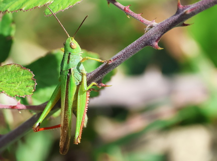 Orthoptera_Paracinema tricolor--3