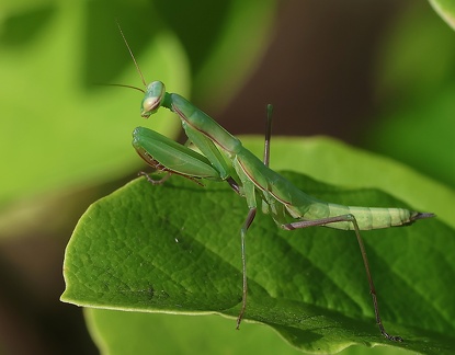 Mantodea_Mantis religiosa