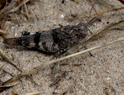 Orthoptera_Oedipoda caerulescens-1