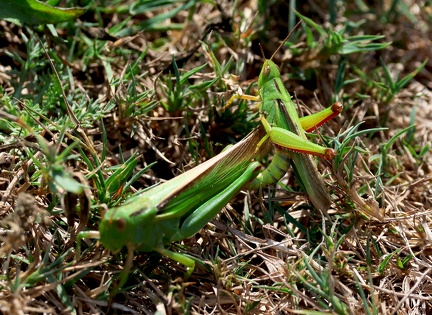 Orthoptera_Paracinema tricolor-1
