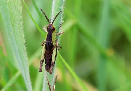 Orthoptera_Criquet