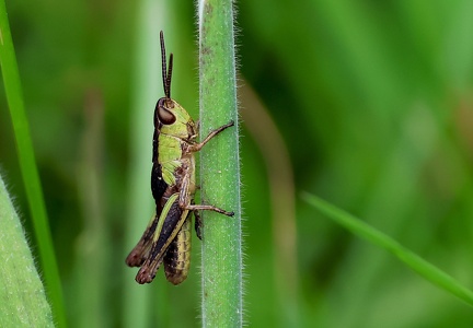 Orthoptera_Criquet-1