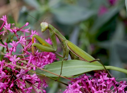 Mantodea_Mantis religiosa 