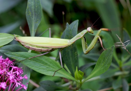 Mantodea_Mantis religiosa 