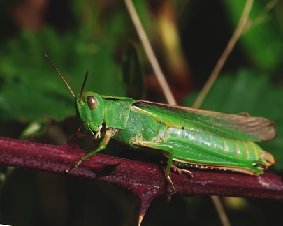 Orthoptera_Paracinema tricolor-2