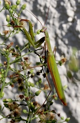 Mantodea_Mantis religiosa 