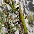 Mantodea_Mantis religiosa 