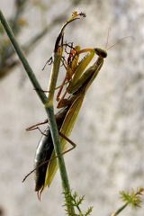 Mantodea_Mantis religiosa
