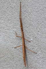 Phasmida_Clonopsis gallica-1