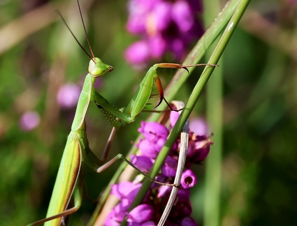 Mantodea_Mantis religiosa
