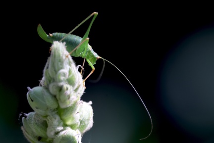 Orthoptera_Leptophyes punctatissima-1