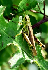 Orthoptera_Stethophyma grossum-1