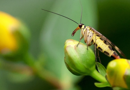 Mecoptera_Panorpa communis-5