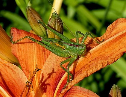 Orthoptera_Conocephalus dorsalis